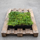 Single modular pre-grown sedum green roof tray showing mixed sedum groundcover