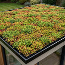 Completed sedum green roof covering a garden room flat roof with black aluminium edge trim