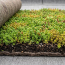 Close-up of a sedum roof blanket partly unrolled showing the planting and layered substrate backing